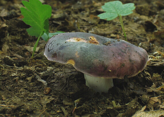 plávka Russula sp.