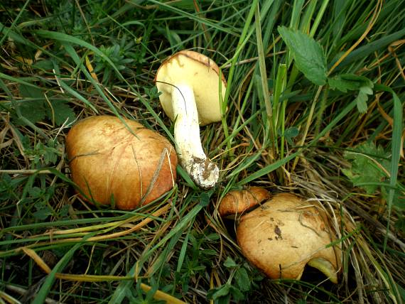 masliak zrnitý Suillus granulatus (L.) Roussel