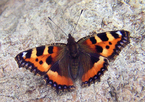 babôčka pŕhľavová Aglais urticae