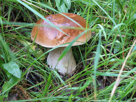 hríb smrekový Boletus edulis Bull.