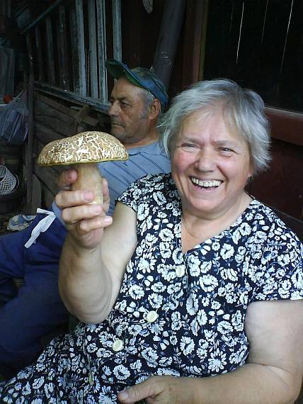 hríb dubový Boletus reticulatus