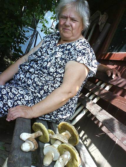 hríb dubový Boletus reticulatus