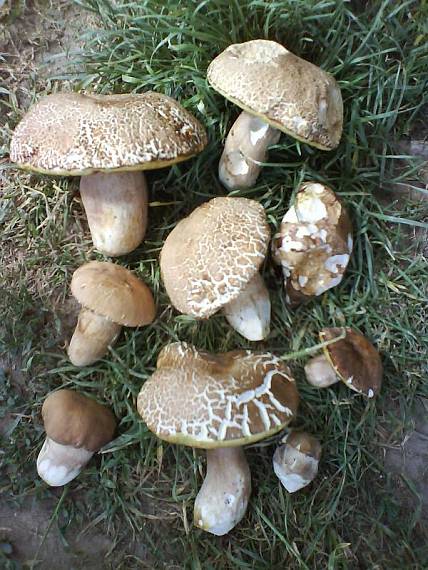 hríb dubový Boletus reticulatus Schaeff.