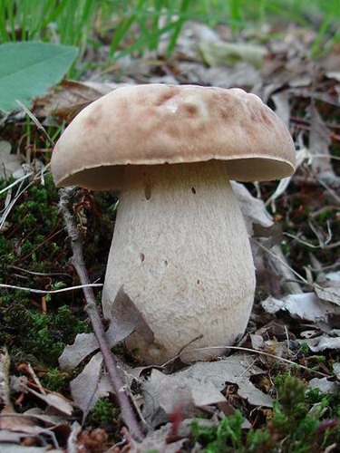 hríb dubový Boletus reticulatus Schaeff.