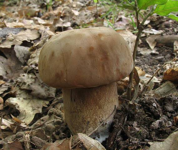 hríb dubový Boletus reticulatus Schaeff.