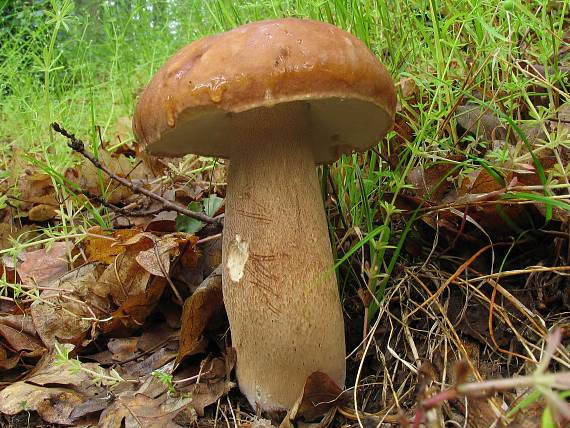 hríb dubový Boletus reticulatus Schaeff.