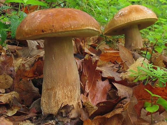 hríb dubový Boletus reticulatus Schaeff.