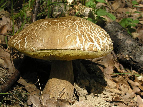 hríb dubový Boletus reticulatus Schaeff.