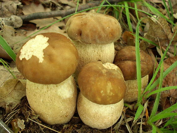 hríb dubový Boletus reticulatus Schaeff.