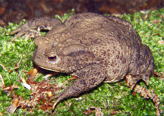 ropucha bradavičnatá Bufo bufo