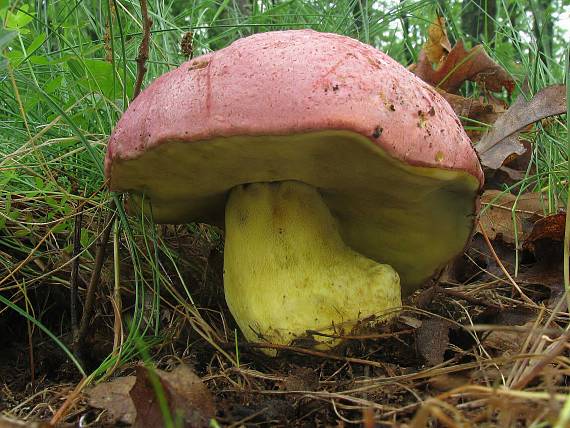 hríb kráľovský Butyriboletus regius (Krombh.) D. Arora & J.L. Frank