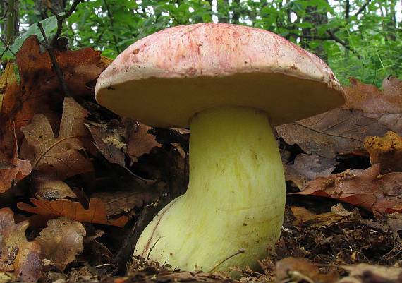 hríb kráľovský Butyriboletus regius (Krombh.) D. Arora & J.L. Frank