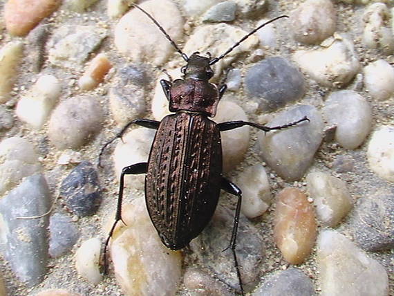 bystruška Carabus granulatus