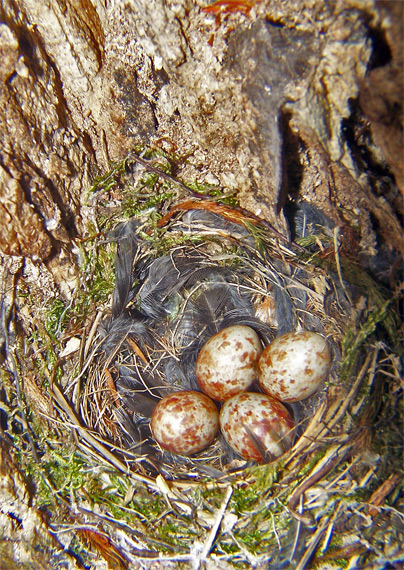 stehlík zelený Carduelis chloris