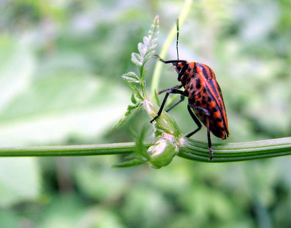 bzdocha pásavá Graphosoma italicum