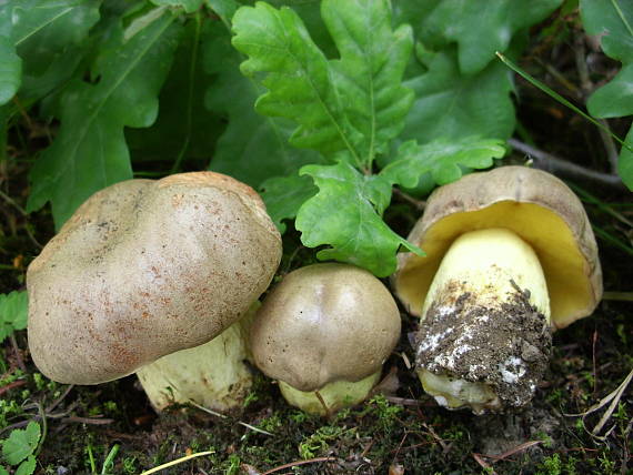 hríb plavý Hemileccinum impolitum (Fr.) Šutara