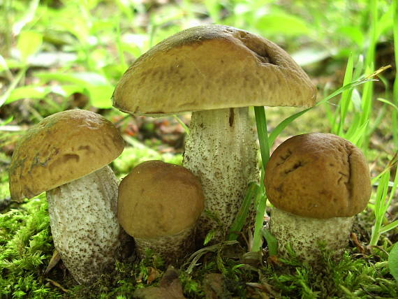 kozák hrabový Leccinum pseudoscabrum (Kallenb.) Šutara