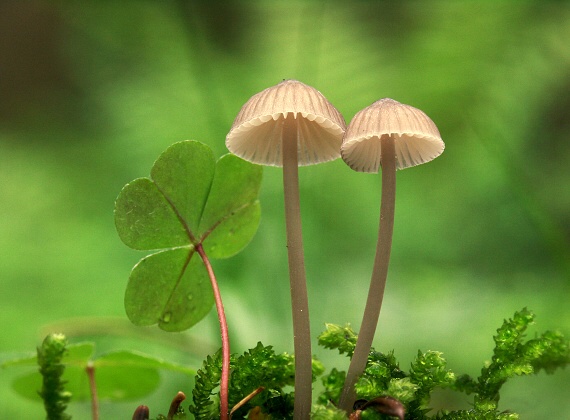 prilbička Mycena sp.