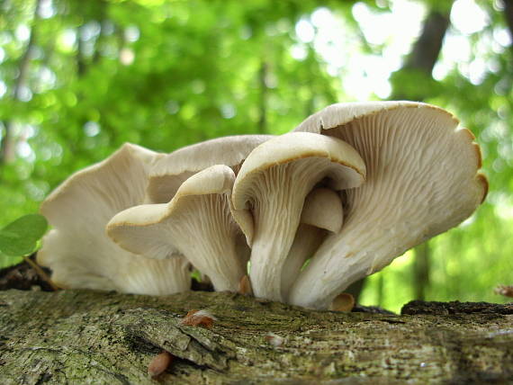 hliva buková Pleurotus pulmonarius (Fr.) Quél.