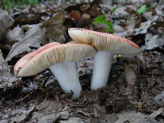 plávka Russula sp.