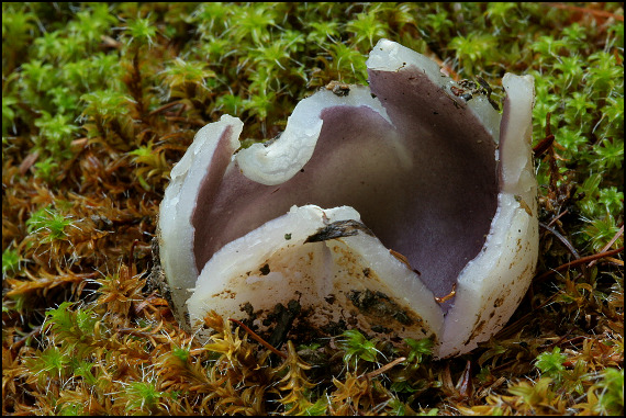 tulipánovka fialová Sarcosphaera coronaria (Jacq.) J. Schröt.