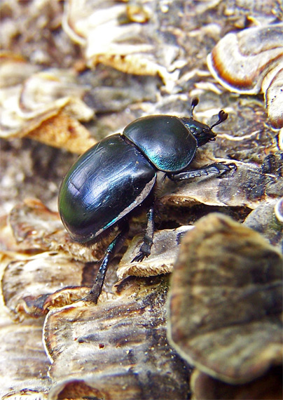 lajniak hladký Trypocopris vernalis