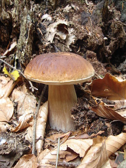 hríb smrekový Boletus edulis Bull.