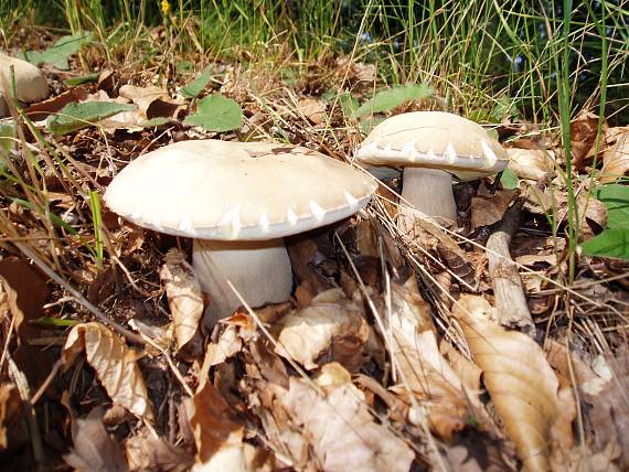 hríb dubový Boletus reticulatus Schaeff.