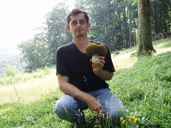 hríb dubový Boletus reticulatus