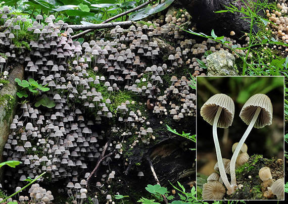 hnojník rozsiaty Coprinellus disseminatus (Pers.) J.E. Lange