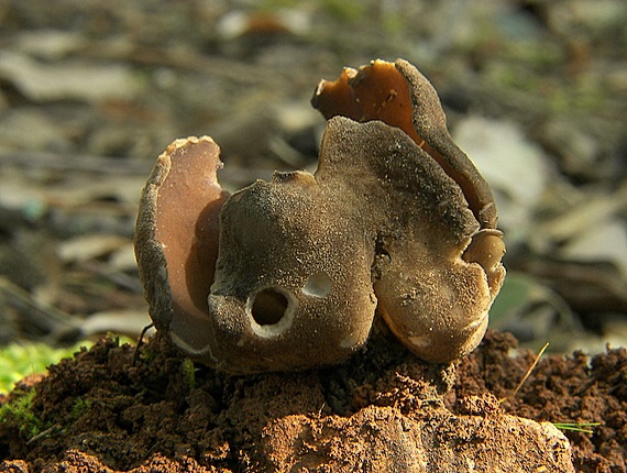 chriapač Helvella sp.