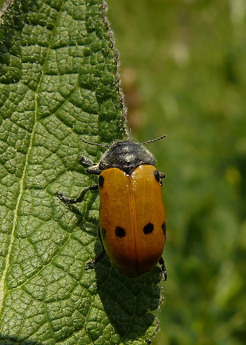 . Lachnaia sexpunctata