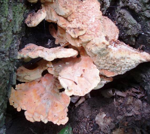 sírovec obyčajný Laetiporus sulphureus (Bull.) Murrill