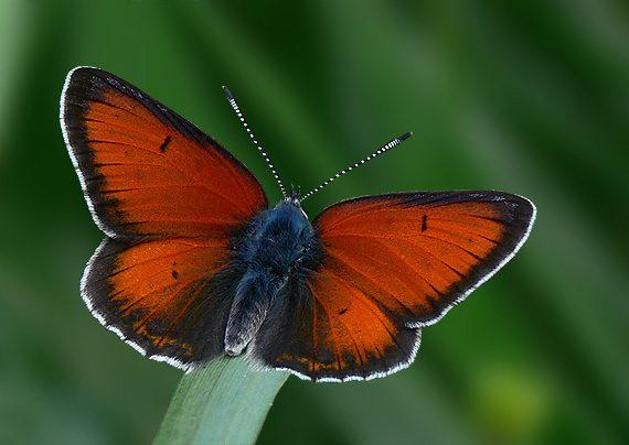 ohniváčik štiavový Lycaena hippothoe