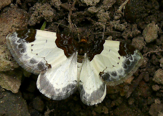 piadivka Mesoleuca albicillata