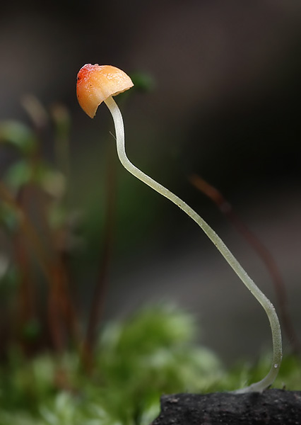 prilbička ihličková Mycena acicula (Schaeff.) P. Kumm.