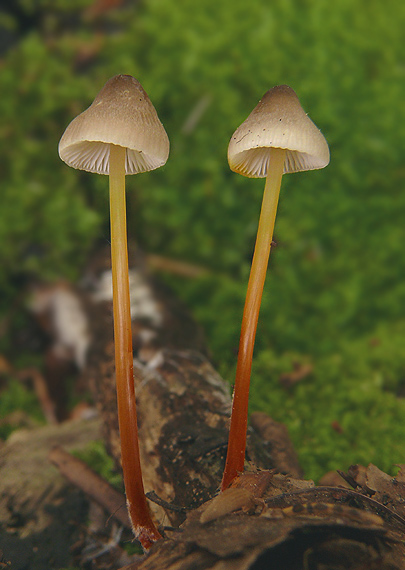 prilbička šafranová Mycena crocata (Schrad.) P. Kumm.