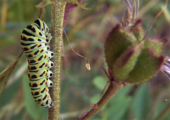 vidlochvost feniklový Papilio machaon