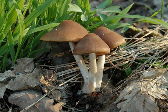 drobuľka hnedosivá Psathyrella spadiceogrisea (Schaeff.) Maire