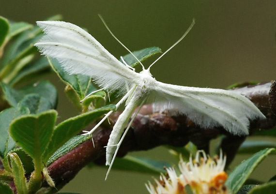 pierkavec povojový Pterophorus pentadactyla