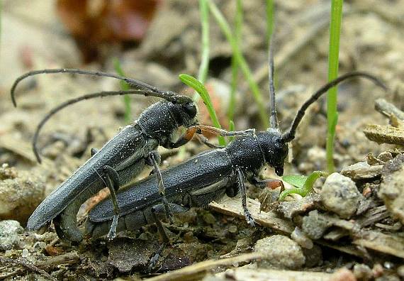 phytoecia cylindrica