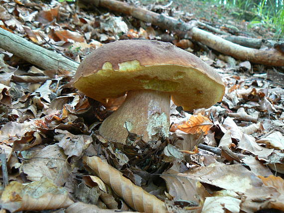 hríb sosnový Boletus pinophilus Pil. et Dermek in Pil.