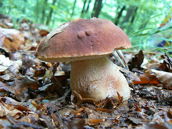 hríb sosnový Boletus pinophilus Pil. et Dermek in Pil.