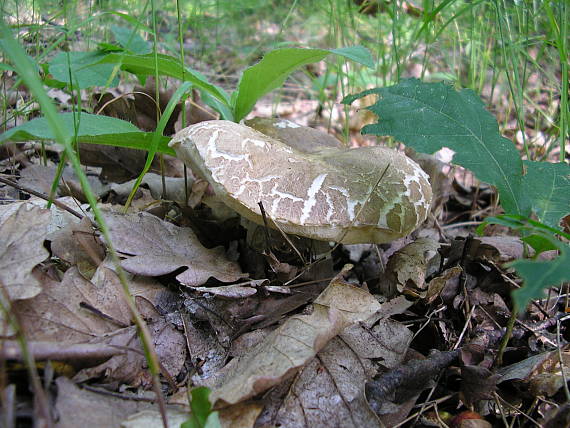 hríb dubový Boletus reticulatus Schaeff.