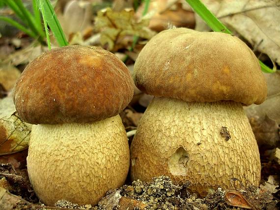 hríb dubový Boletus reticulatus Schaeff.