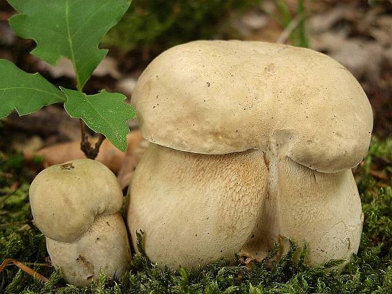 hríb dubový Boletus reticulatus Schaeff.