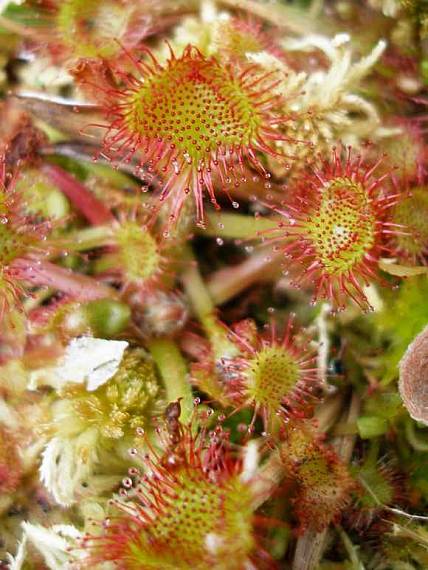 rosička okrúhlolistá Drosera rotundifolia L.