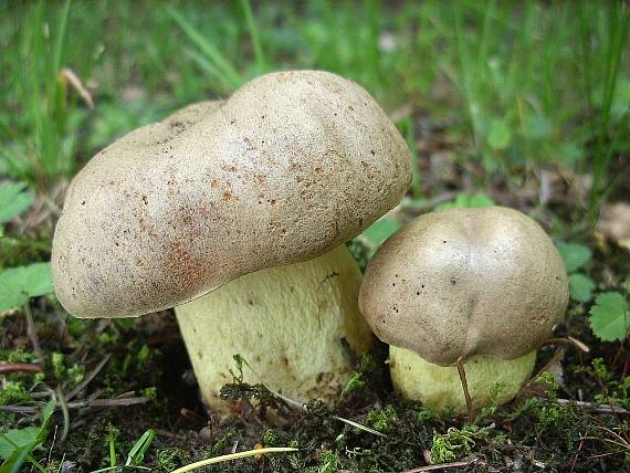 hríb plavý Hemileccinum impolitum (Fr.) Šutara