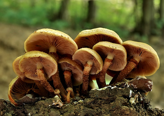 šupinovka menlivá Kuehneromyces mutabilis (Schaeff.) Singer & A.H. Sm.