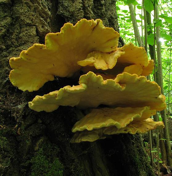 sírovec obyčajný Laetiporus sulphureus (Bull.) Murrill